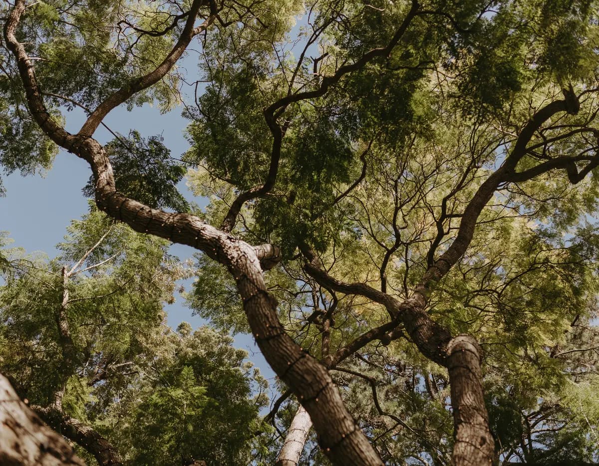 Trees at Gabbinbar