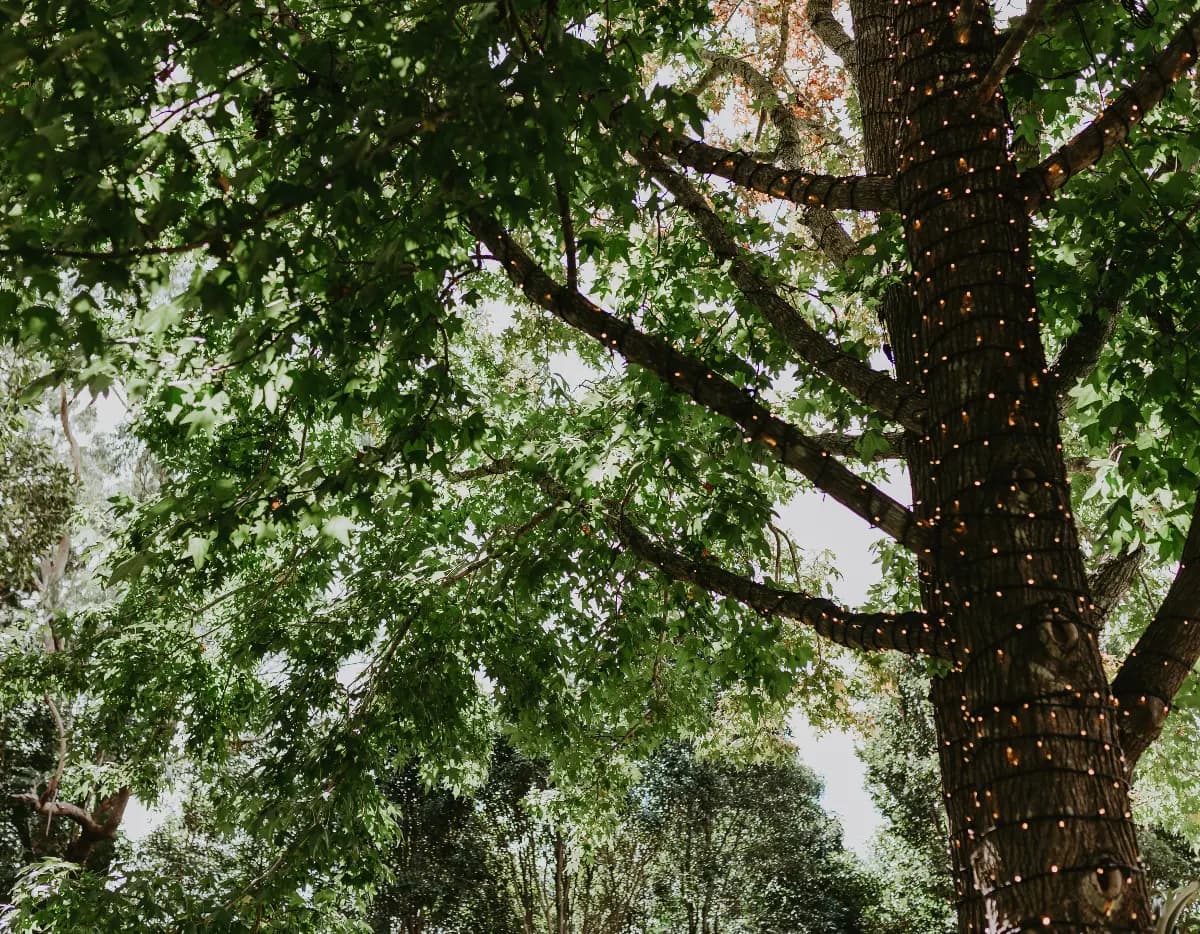 Trees with fairy lights