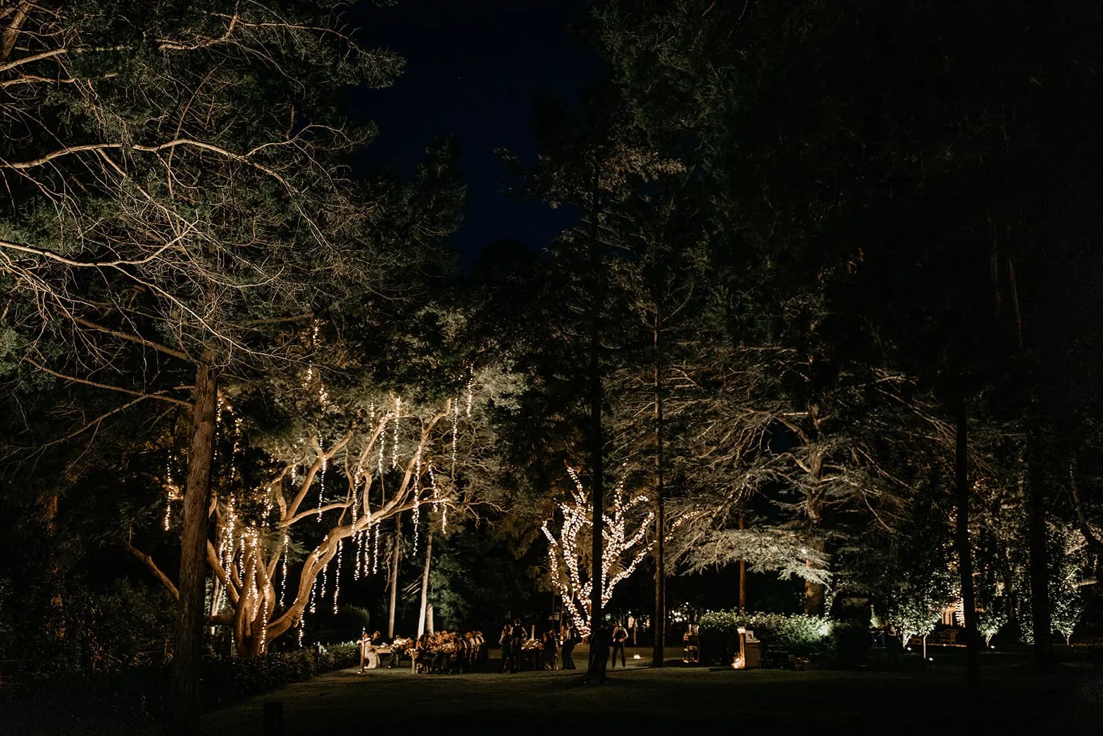 the woods at gabbinbar at night glowing from the lights decorating the trees