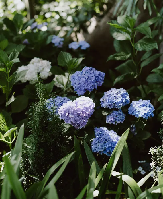 Hydrangeas at Gabbinbar