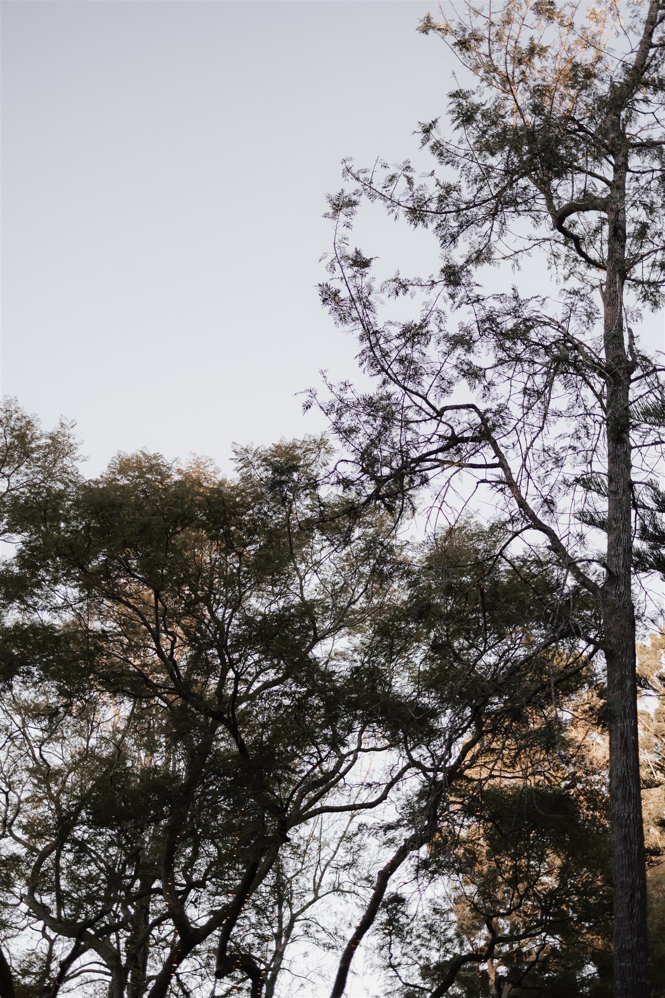 Jacaranda tree