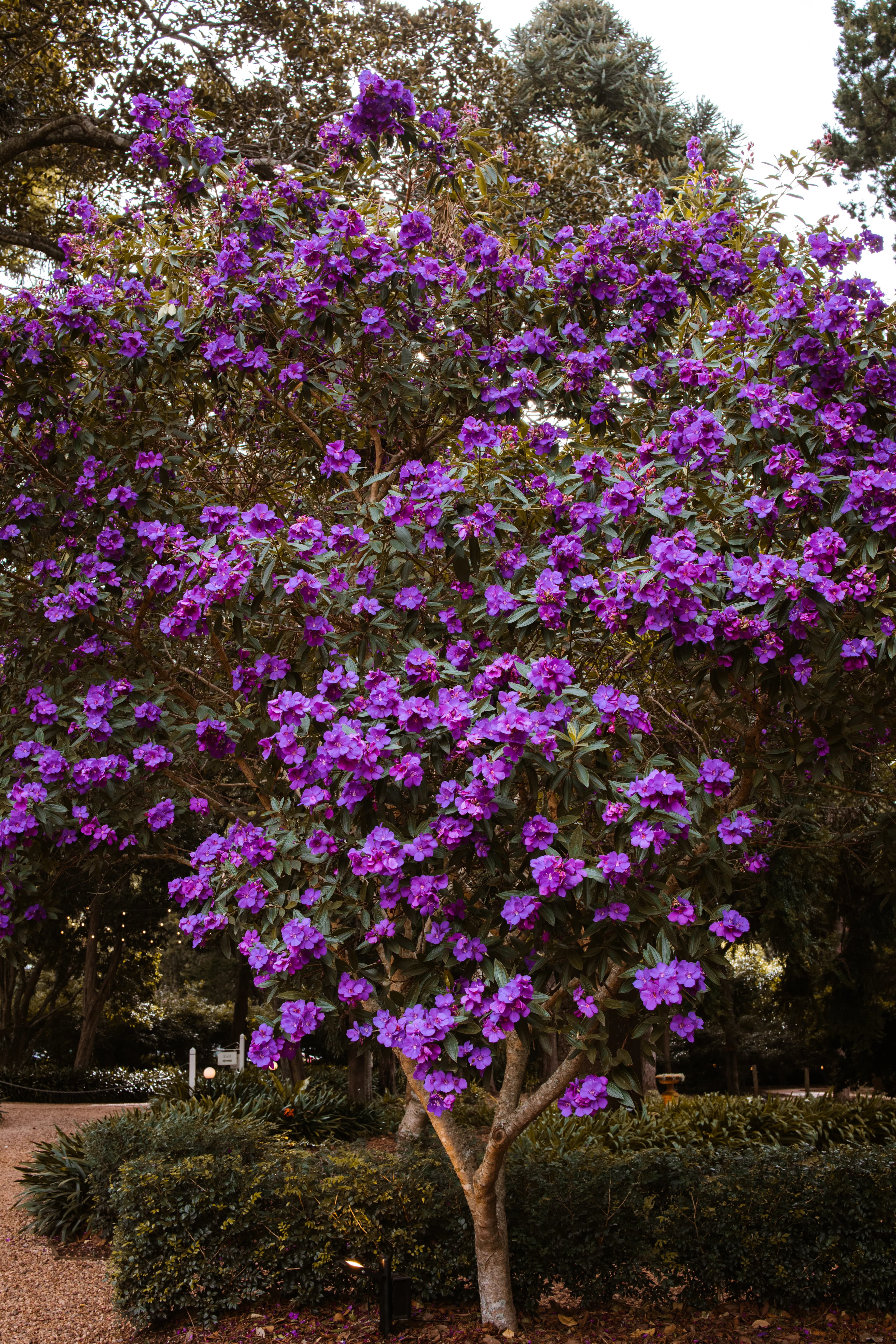 Purple tibouchina tree in bloom