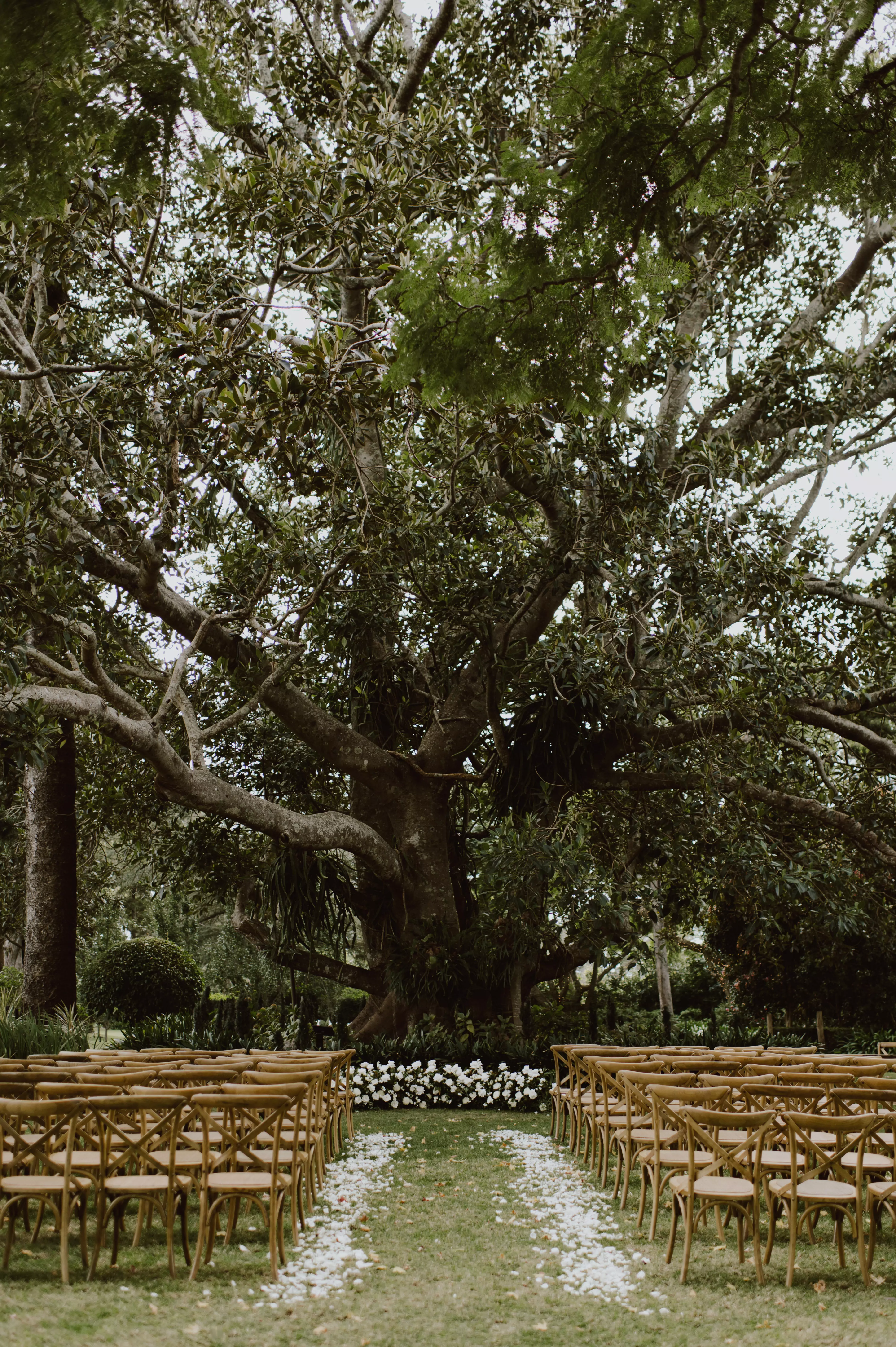 wedding ceremony set under a figtree in queensland