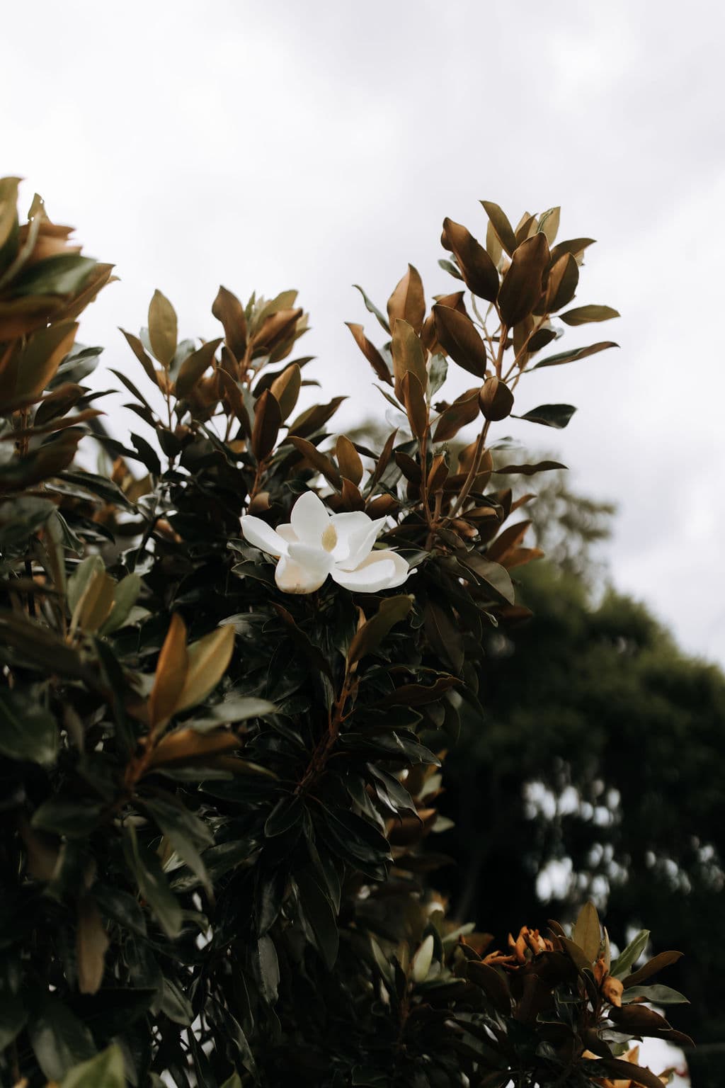 A single white magnolia flower blooms among lush, dark green leaves on a tree. The sky in the background is overcast, creating a soft, muted lighting on the foliage.