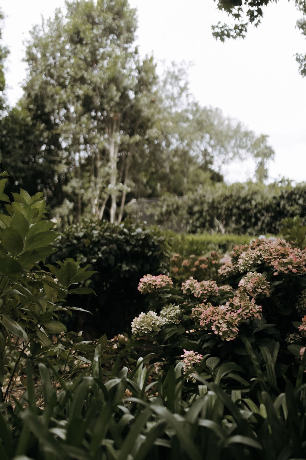 A lush garden with various green plants and blooming pink flowers in the foreground. Tall trees and dense foliage dominate the background, creating a serene and natural atmosphere. The sky is partly cloudy, casting soft light over the scene.