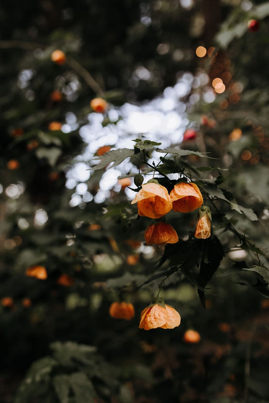 A plant with multiple hanging orange flowers is seen against a backdrop of green foliage and blurred lights. The orange blossoms are bell-shaped and the leaves are dark green and serrated. The scene has a serene, natural atmosphere.