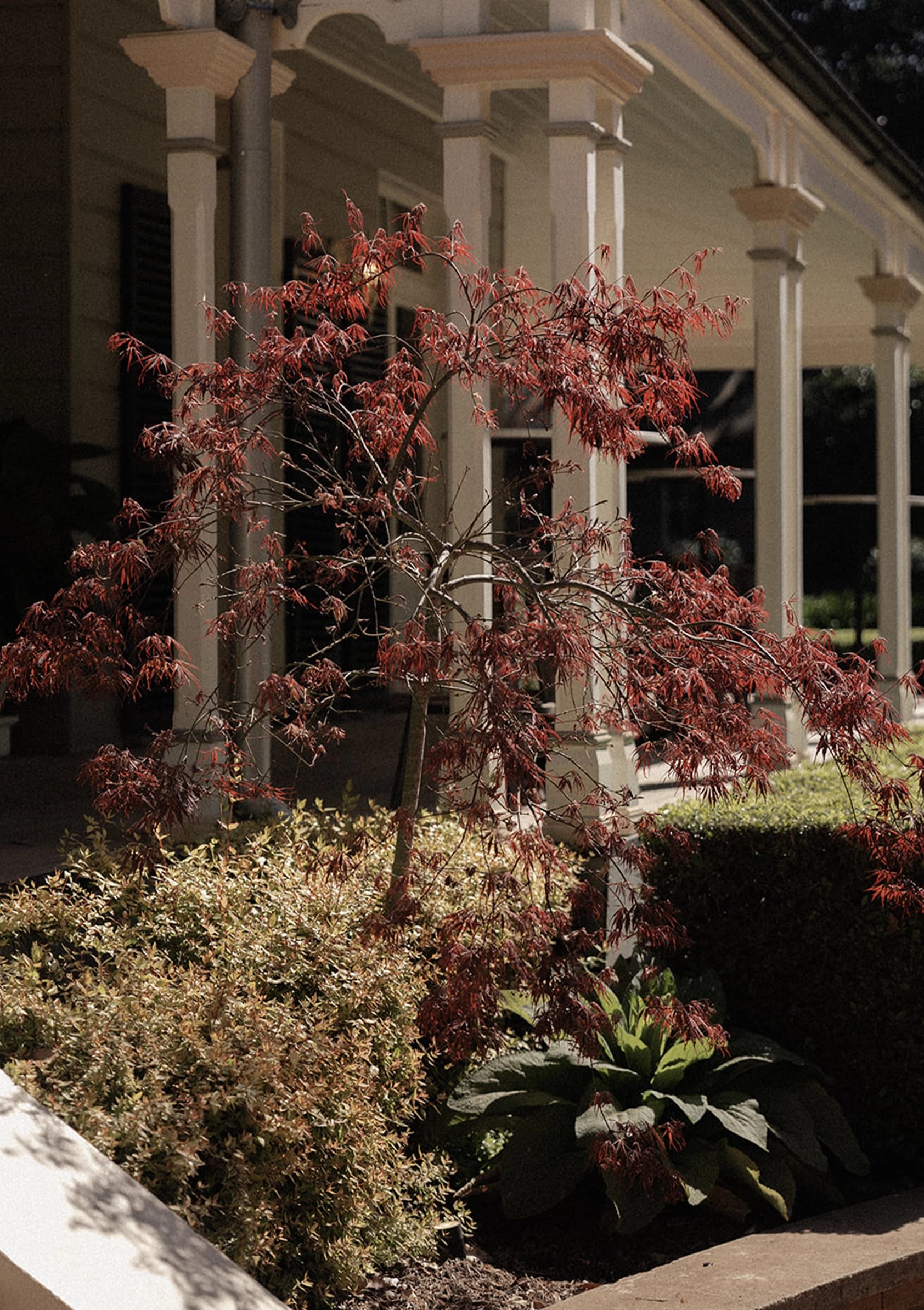 Bush with red leaves in front of homestead